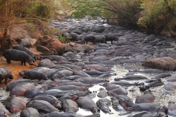 hippos in Tanzania