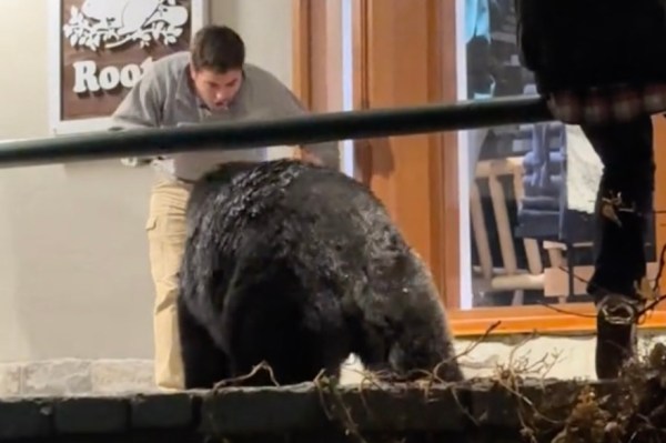 man yells rawr in black bear's face