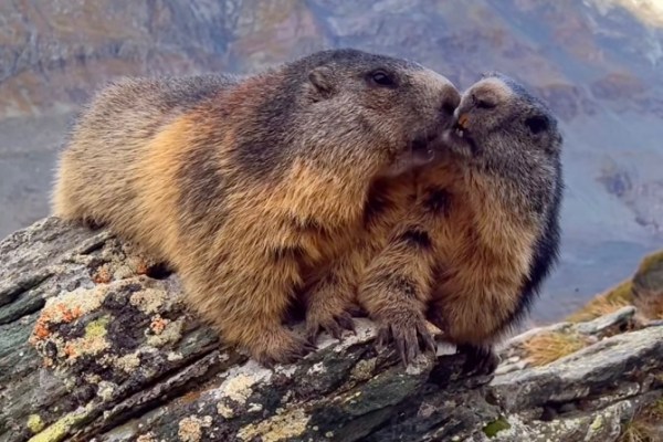 marmots talking