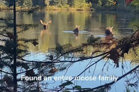 moose family in lake ontario