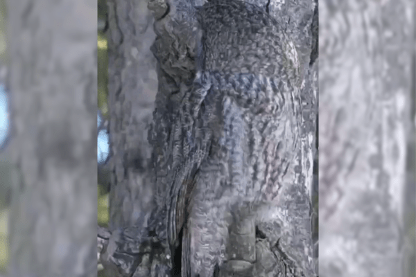 owl camouflage