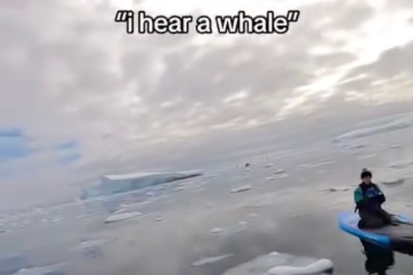 paddleboarder antarctica whale