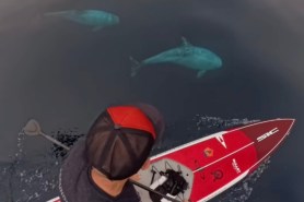 paddleboarder risso's dolphins video