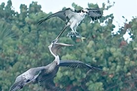 pelican and osprey fight over fish mid-air