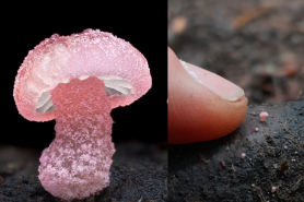 photos of tiny mushrooms