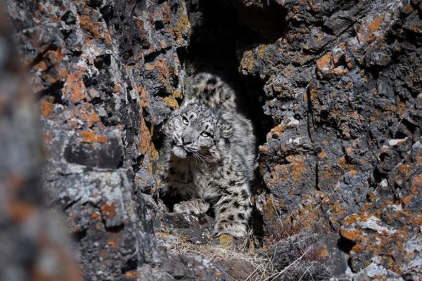 snow leopard photos