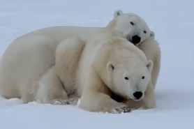 snuggling polar bears