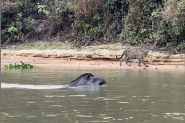 tapir vs jaguar brazil video