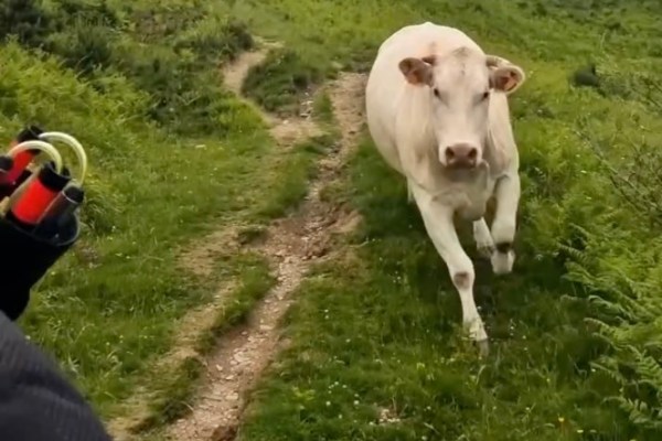 trail runner chased by cows