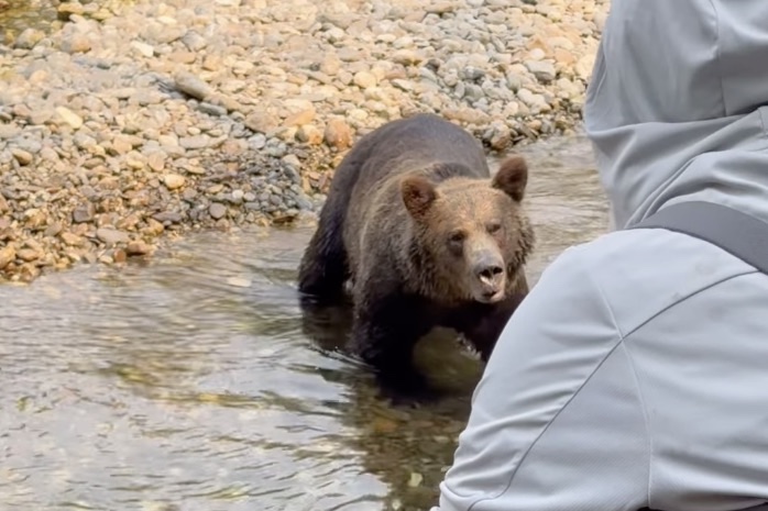 woman stays calm during grizzly bear encounter