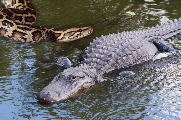 alligator python video