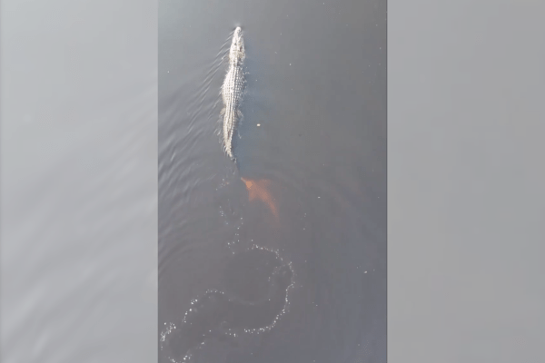 amazon river dolphin caiman