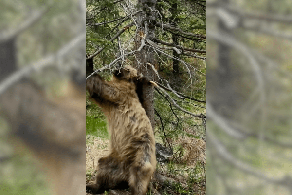 bear dancing