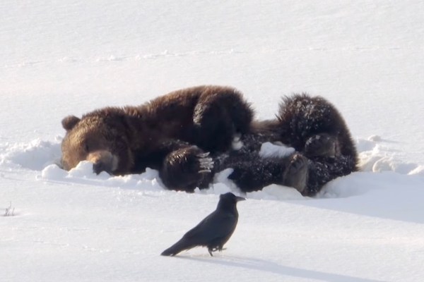 bear playing in the snow yellowstone