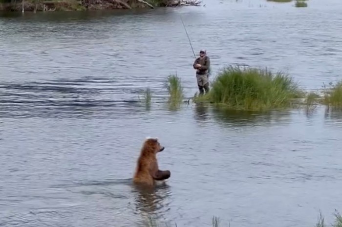 bear sharing anglers fishing spot