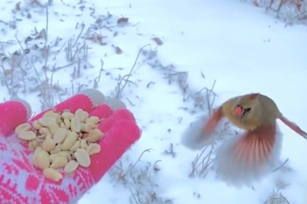 bird lands on and eats out of woman's hand