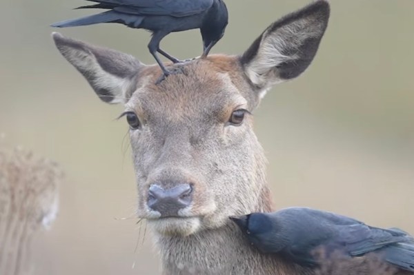 birds peck at deer