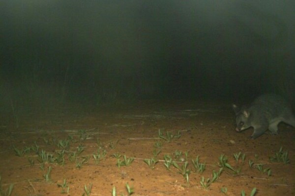 brushtail possum rare trail cam