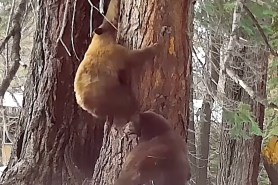 dog chase three bears up tree