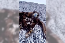 eagle vs. drone