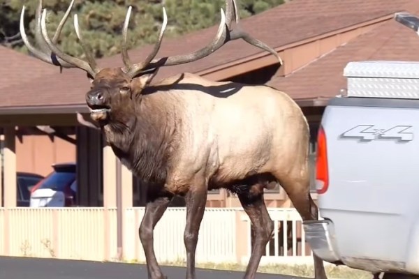 elk crosses the road colorado