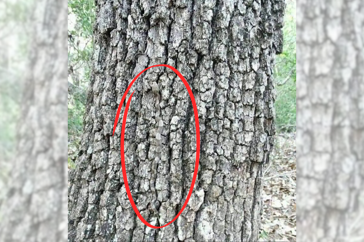 find the snake on the tree answer