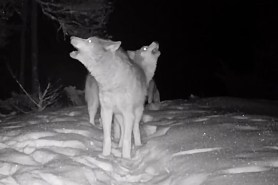 gray wolves howling trail cam