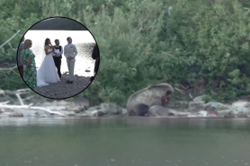 grizzly kills moose wedding