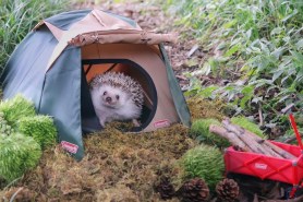 hedgehog camping