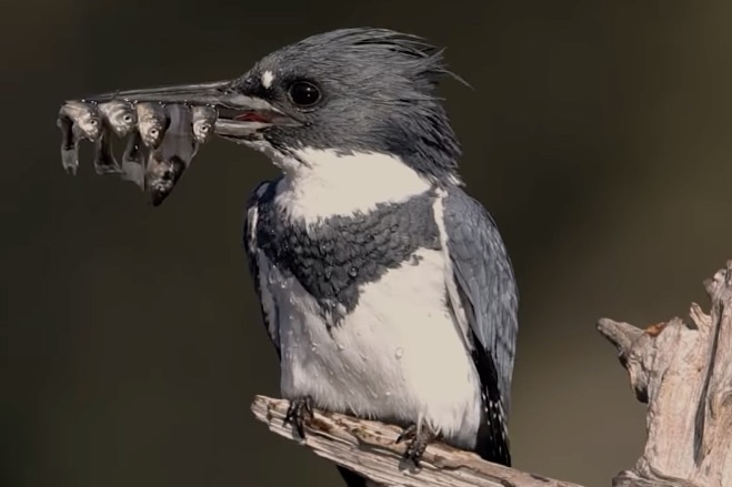 kingfisher caught too many fish