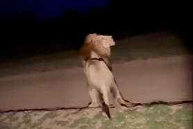 lightning scares lions