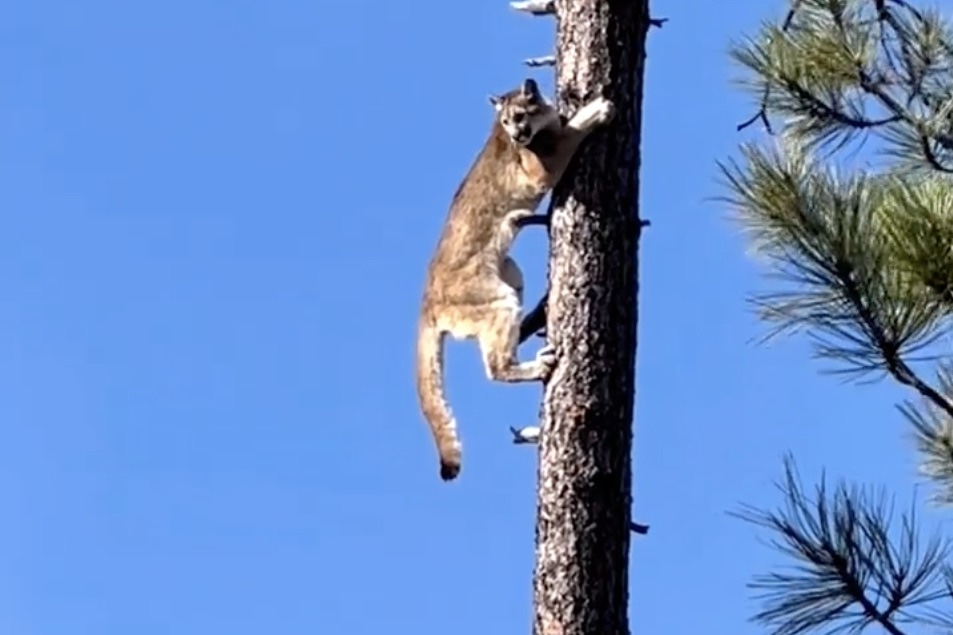 mountain lion too high in a tree