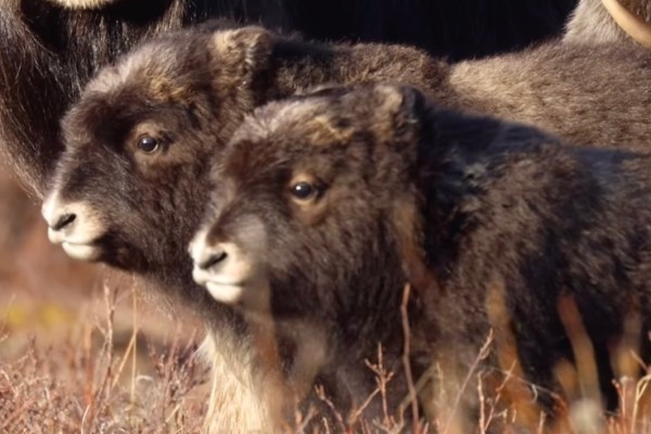 musk ox babies cute