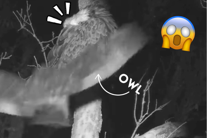 owl attacks eagle trail cam