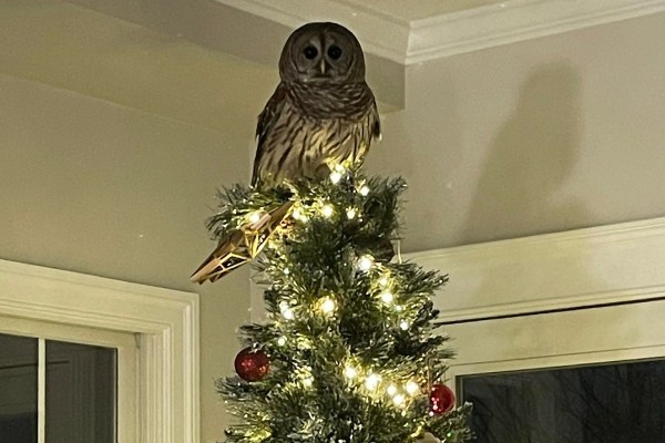 owl christmas tree