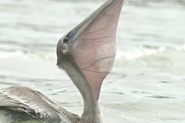 pelican swallows large fish video