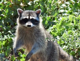 racoon attacked baby idaho