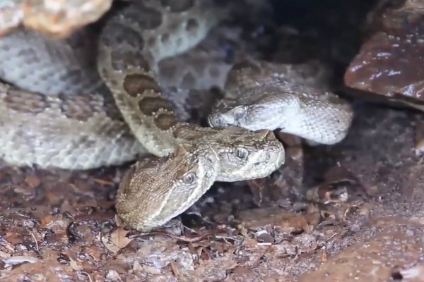 rattlesnakes drinking water