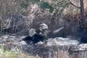 two bald eagles battle video