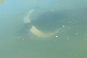 water buffalo swimming underwater