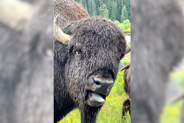 what bison sound like