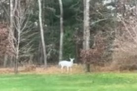 white stag Massachusetts