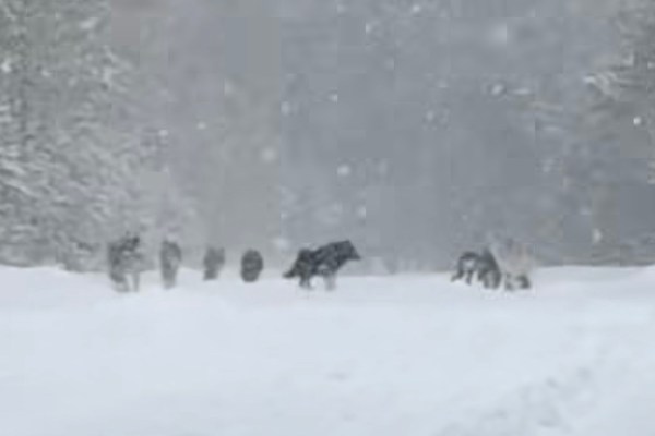 Yellowstone wolf pack