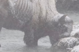 Yellowstone bison winter storm