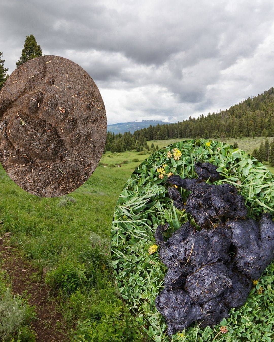 yellowstone poo 2