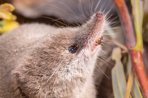 Mount Lyell shrew first photographs ever