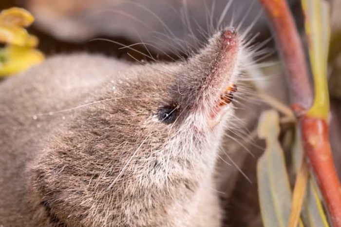 Mount Lyell shrew first photographs ever