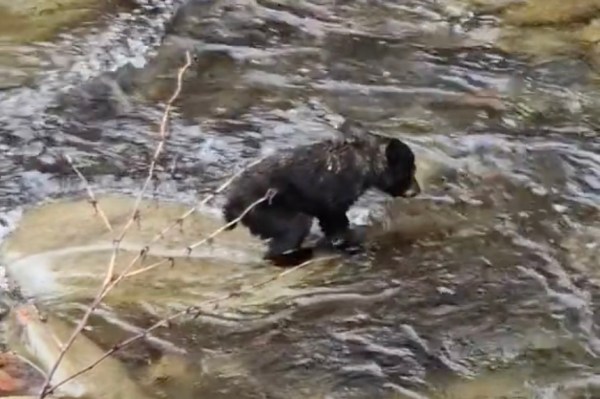 baby black bear cub crossing creek