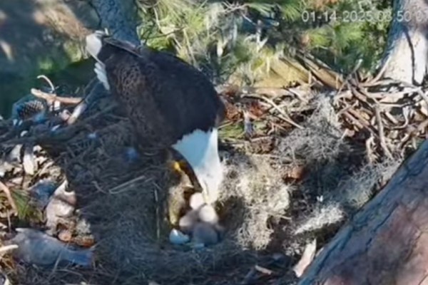 baby eagles hatching nest trail cam