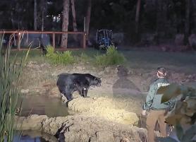 bear florida backyard pond